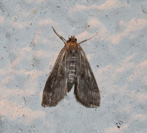 Réf. 316 757 : Parapoynx stratiotata
